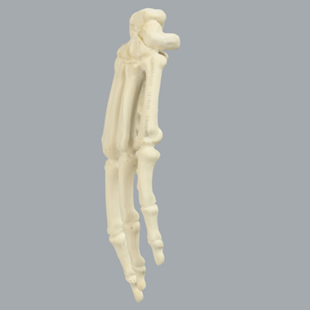 Hand, Articulated Index Finger, Solid Foam