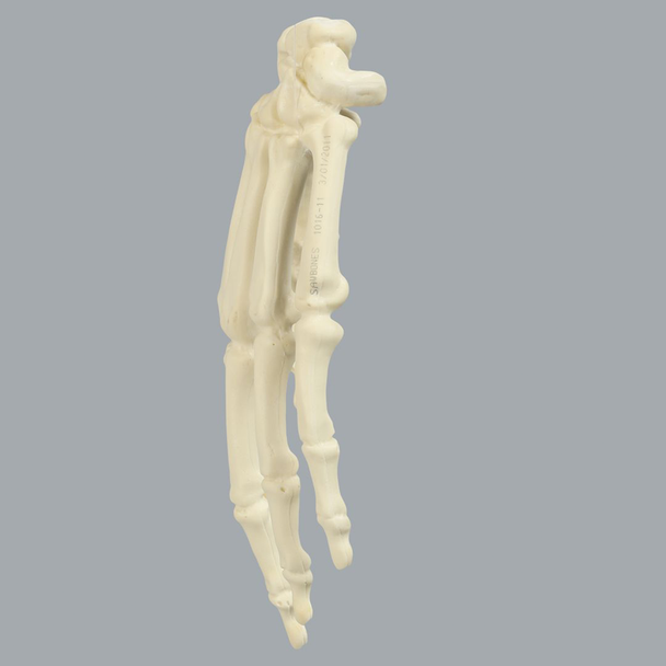 Hand, Articulated Index Finger, Solid Foam