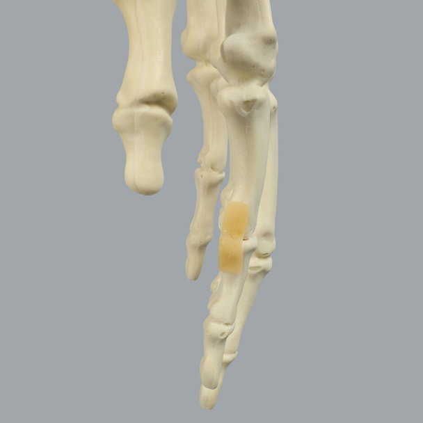 Hand, Articulated Index Finger, Solid Foam