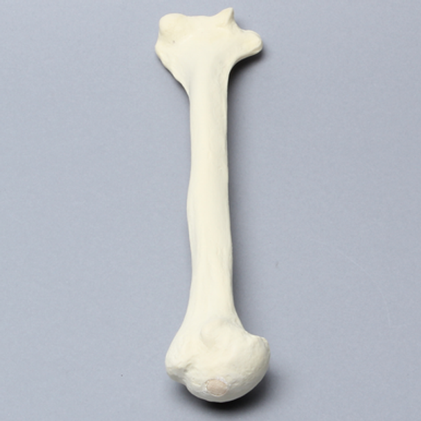Humerus, Foam Cortical Shell, Left, Medium
