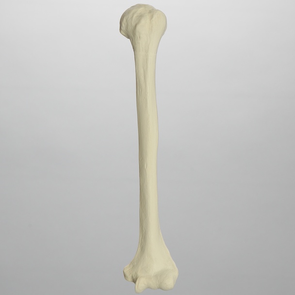 Humerus, Foam Cortical Shell, Left, Medium