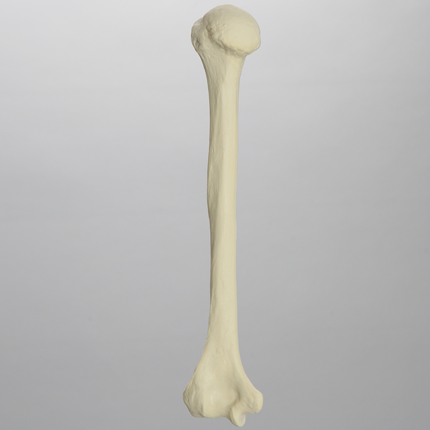 Humerus, Foam Cortical Shell, Left, Medium
