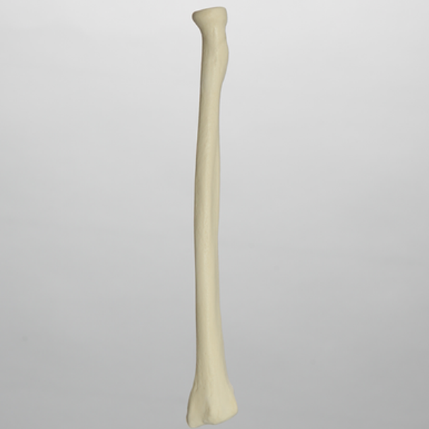 Radius, Solid Foam, Left, Medium
