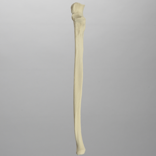 Ulna, Solid Foam, Left, Medium