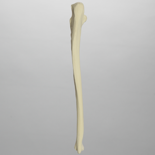 Ulna, Solid Foam, Left, Medium