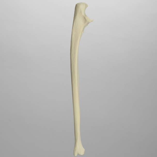Ulna, Solid Foam, Left, Medium
