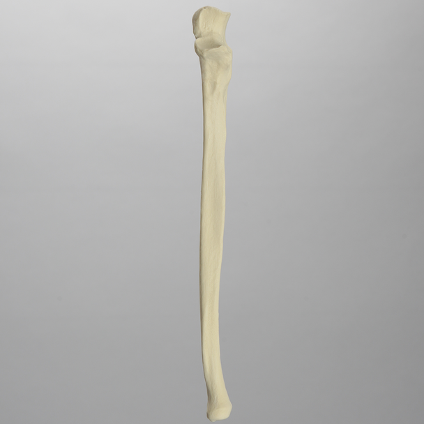 Ulna, Solid Foam, Left, Medium