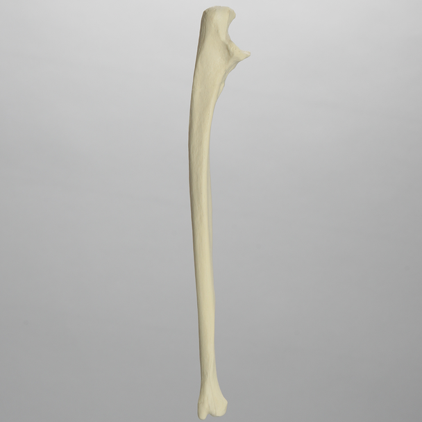 Ulna, Solid Foam, Left, Medium