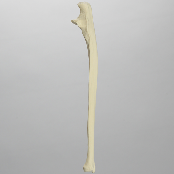 Ulna, Solid Foam, Left, Medium