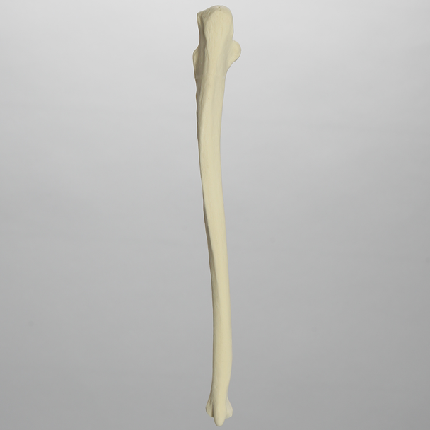 Ulna, Solid Foam, Left, Medium
