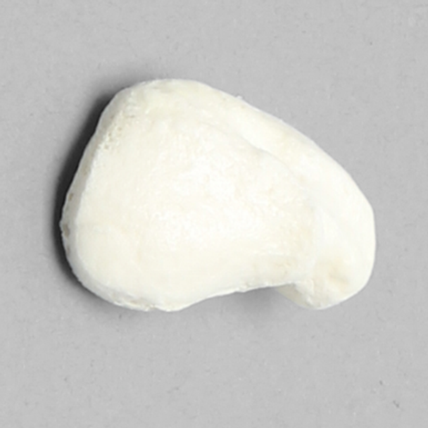 Scaphoid, Foam Cortical Shell, Left