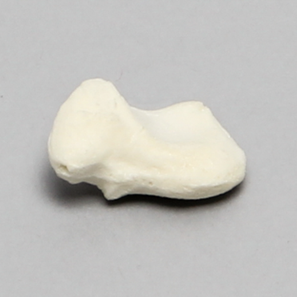 Scaphoid, Solid Foam, Left