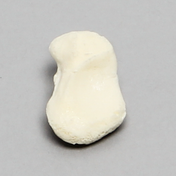 Scaphoid, Solid Foam, Left