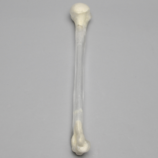 Humerus, 10mm Canal, Transparent Cortical