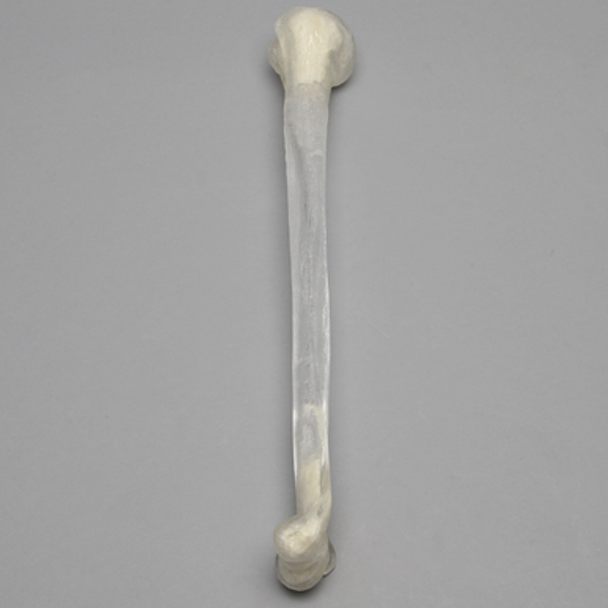Humerus, 10mm Canal, Transparent Cortical