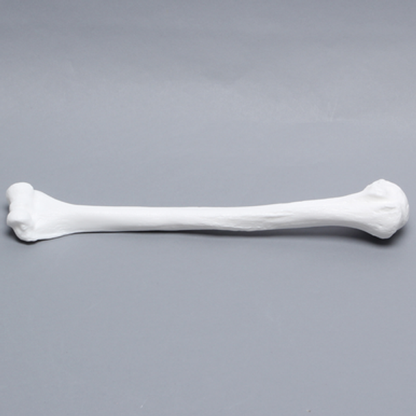 Humerus, Solid White Plastic, Left