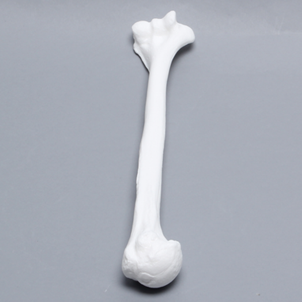 Humerus, Solid White Plastic, Left