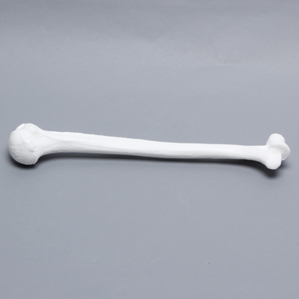 Humerus, Solid White Plastic, Left