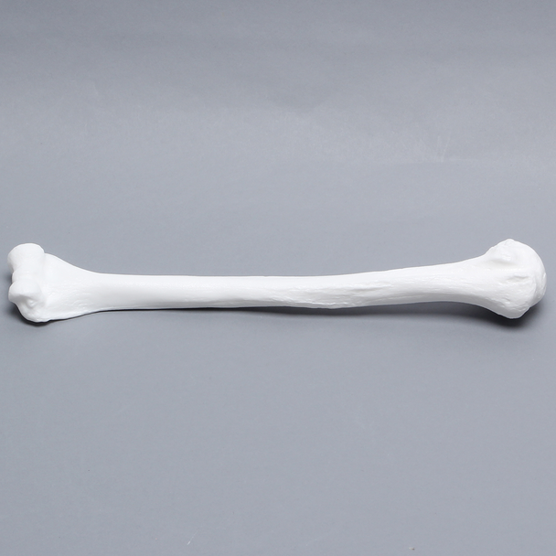 Humerus, Solid White Plastic, Left
