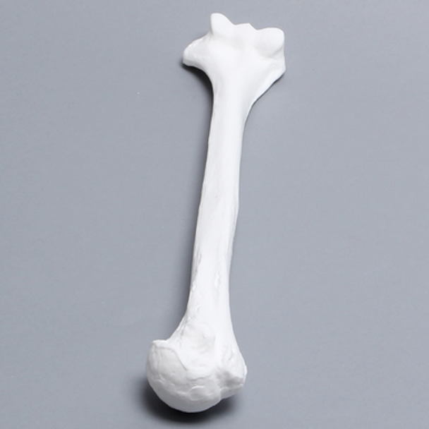 Humerus, Solid White Plastic, Right