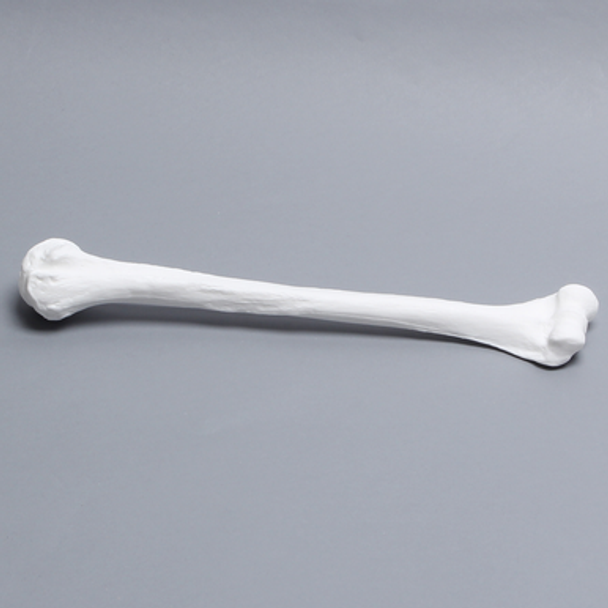 Humerus, Solid White Plastic, Right