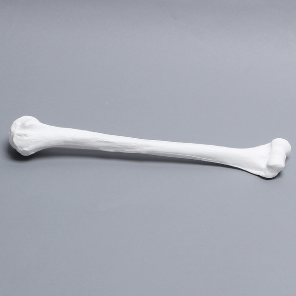 Humerus, Solid White Plastic, Right