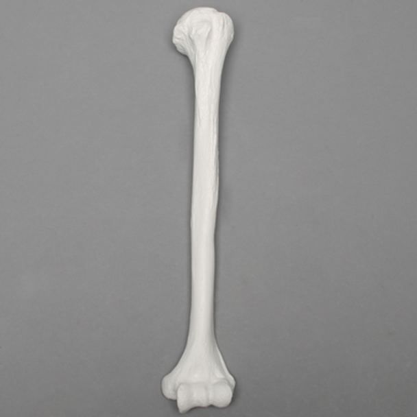 Humerus, 9.5mm Canal, Plastic Cortical Shell