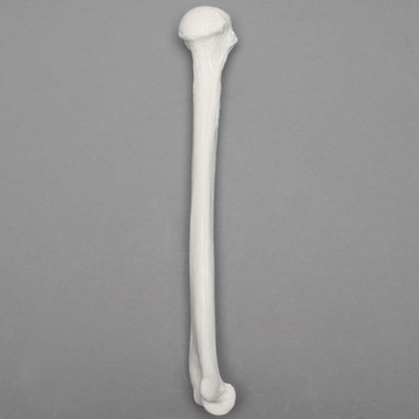 Humerus, 9.5mm Canal, Plastic Cortical Shell