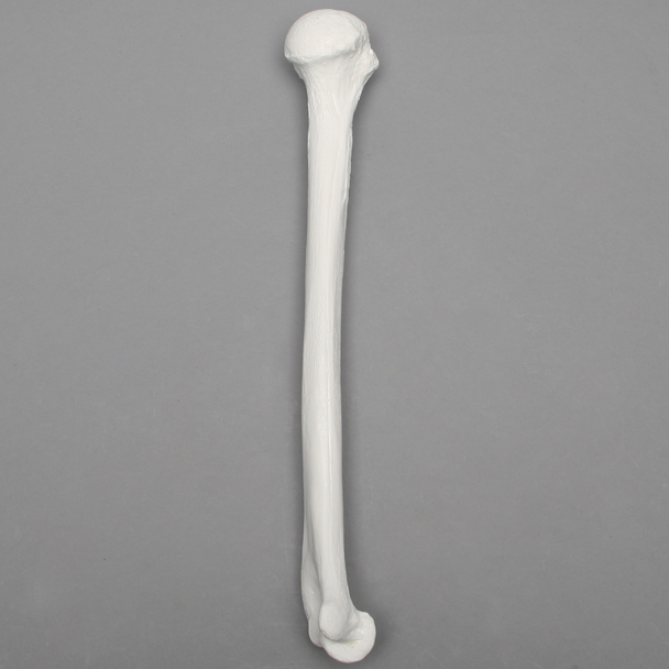 Humerus, 9.5mm Canal, Plastic Cortical Shell