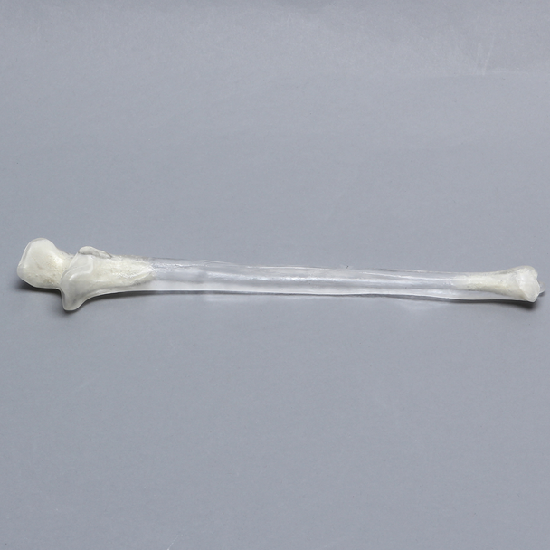 Ulna, 5mm Canal, Transparent Cortical