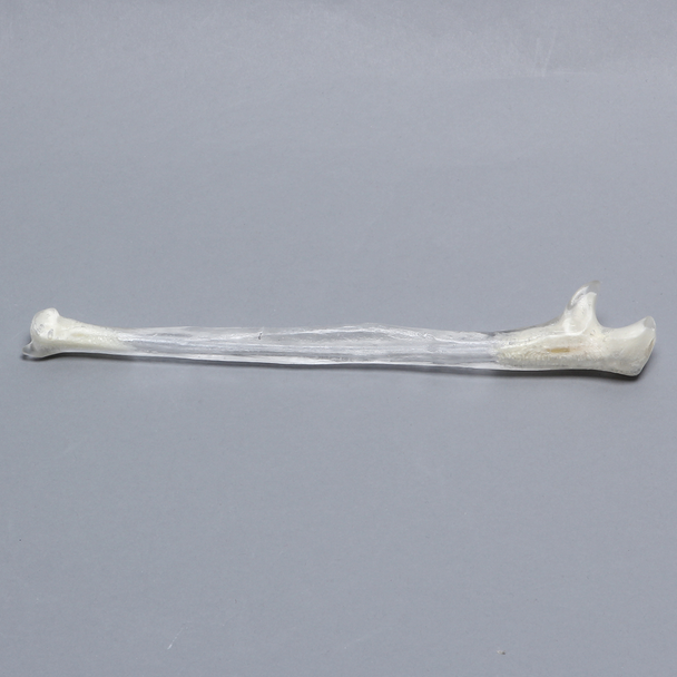 Ulna, 5mm Canal, Transparent Cortical