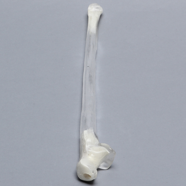 Ulna, 5mm Canal, Transparent Cortical
