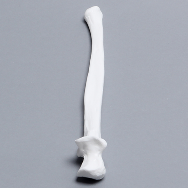 Ulna, Solid White Plastic, Left
