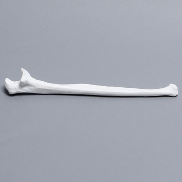 Ulna, Solid White Plastic, Left
