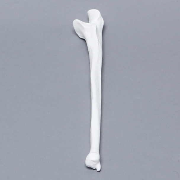 Ulna, 5mm Canal, Plastic Cortical