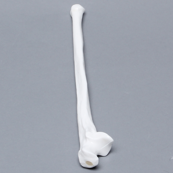 Ulna, 5mm Canal, Plastic Cortical