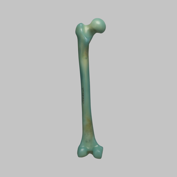 Femur, absolute™ Osteo, 12.5 PCF Solid Foam with 16 mm Canal, Large