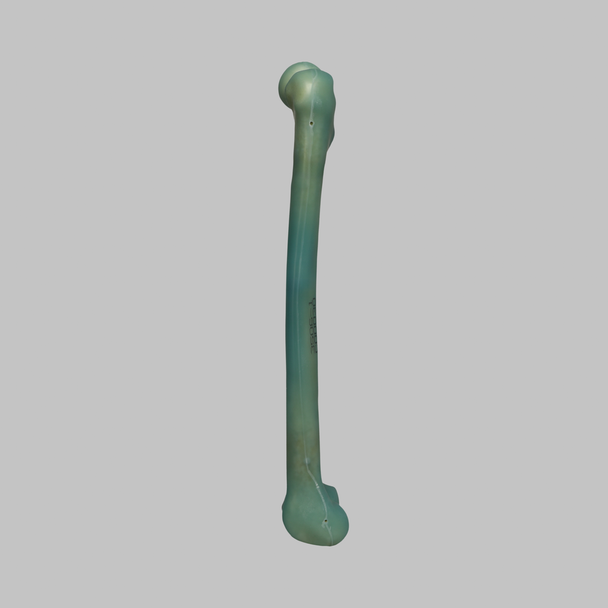 Femur, absolute™ Osteo, 12.5 PCF Solid Foam with 16 mm Canal, Large