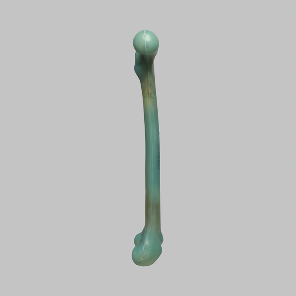 Femur, absolute™ Osteo, 12.5 PCF Solid Foam with 16 mm Canal, Large