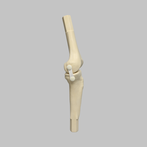Converge™ Medium Left Knee with Non-Stretch Collateral and Cruciate Ligaments
