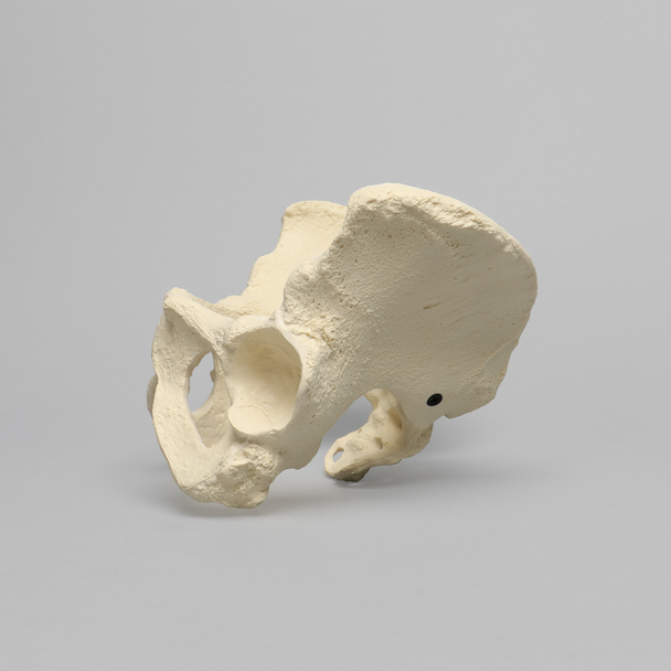Pelvis with Modified Sacrum, Full Female, Solid Foam
