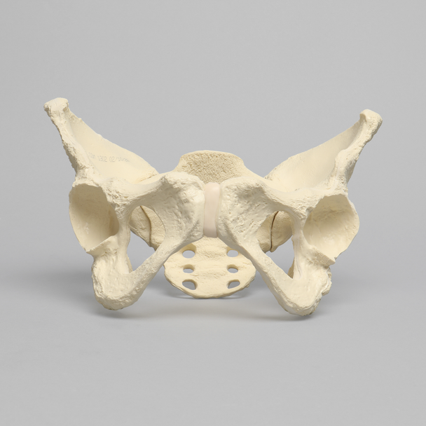 Pelvis with Modified Sacrum, Full Female, Solid Foam