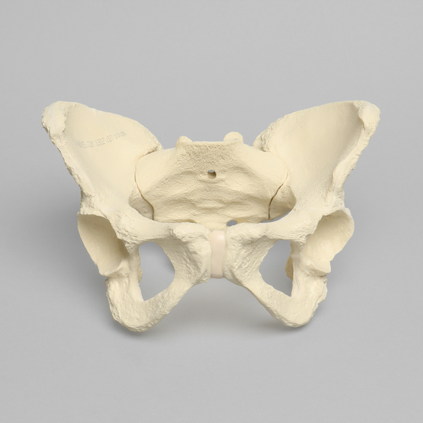 Pelvis with Modified Sacrum, Full Female, Solid Foam