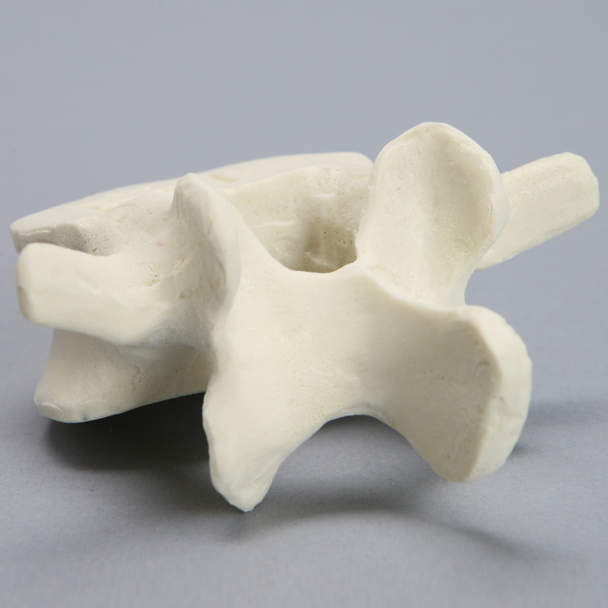 Vertebra, L4, Foam Cortical