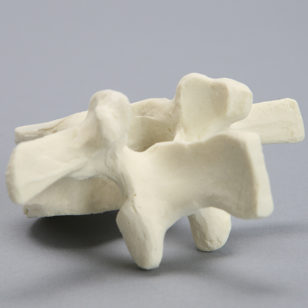 Vertebra, L2, Foam Cortical