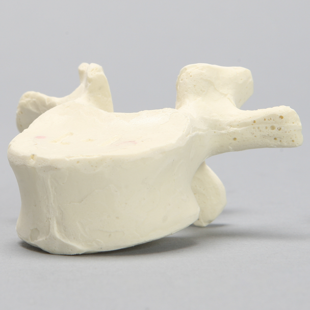 Vertebra, L1, Foam Cortical