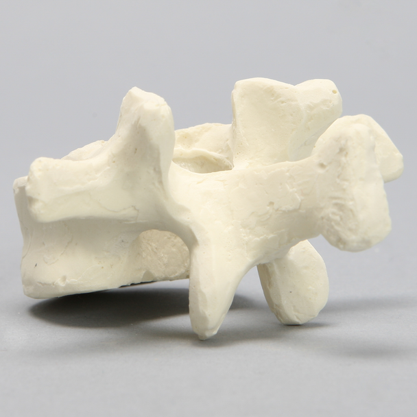 Vertebra, L1, Foam Cortical