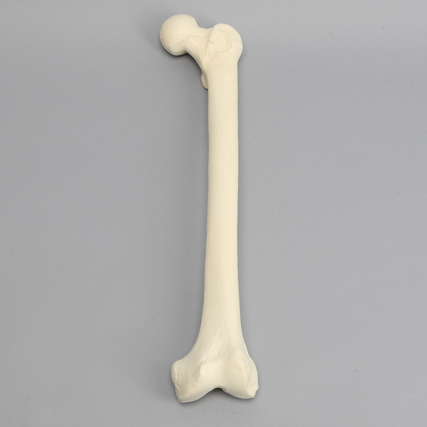 E3 Biomechanics Classroom Grade Large Left Femur with Foam Cortical Shell