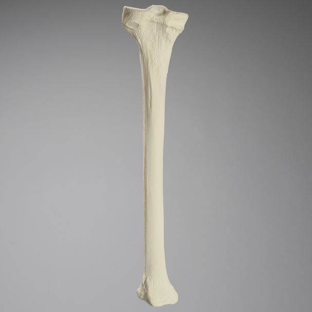 E3 Biomechanics Classroom Grade Large Left Tibia with Foam Cortical Shell