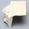 Skull, Posterolateral Quarter Section